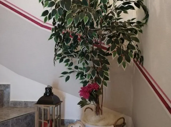 Steinberger * 힙파흐